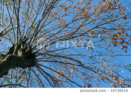 Persimmon's old tree of over 100 years old (Fall) 4 18730618
