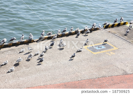 Female cat Female cat 18730925