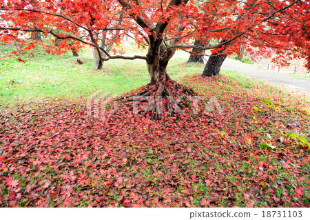 弘前公園的Momiji 18731103