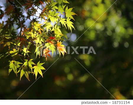 Autumn leaves 18731154
