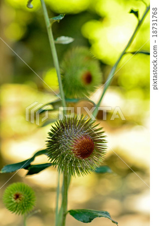 植物：Oyama beakaceae 18731768