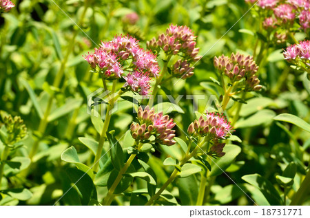 Plant: Benvenaceae family 18731771