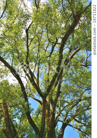 Camphor tree 18731822