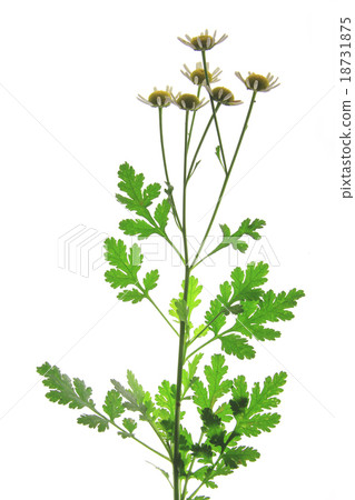 Feverfew (Tanacetum parthenium) Feverfew (Tanacetum parthenium) 18731875
