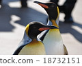 A walk of the king penguin 18732151