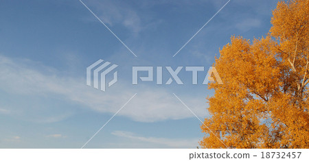 blue sky and gold tree blue sky and gold tree 18732457