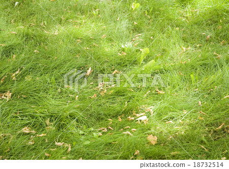 green grass 18732514