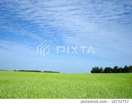 wheat field wheat field 18732757