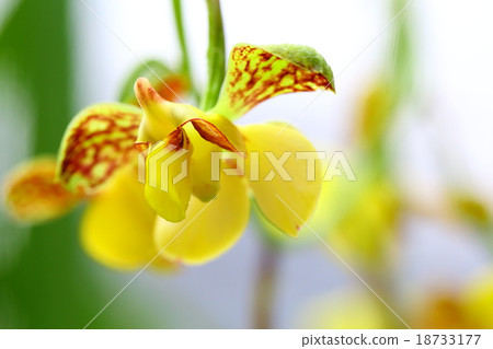 Elofia · Streptopetala Flower 18733177