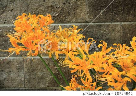 甘草(Aurea) 甘草(Aurea) 18734945