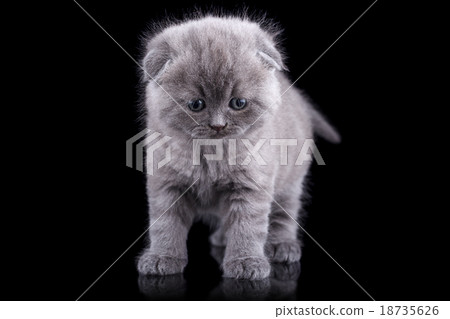 Lop-eared kitten on a background Lop-eared kitten on a background 18735626