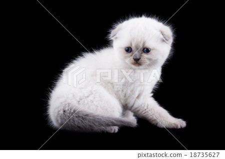 Lop-eared kitten on a background 18735627