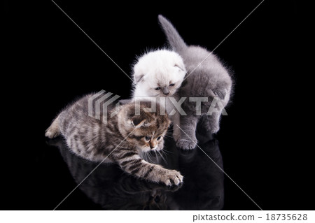 Lop-eared kitten on a background Lop-eared kitten on a background 18735628