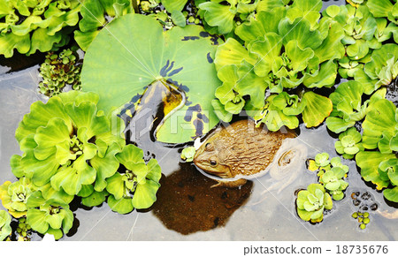 Frog in pond 18735676