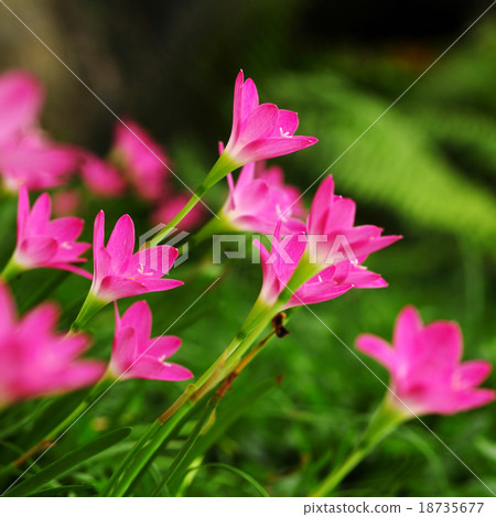 Rain Lily 18735677