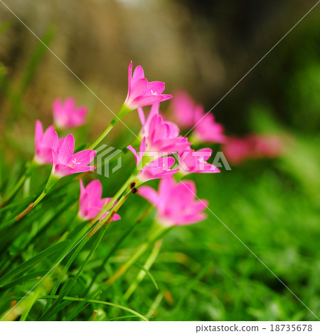 Rain Lily Rain Lily 18735678