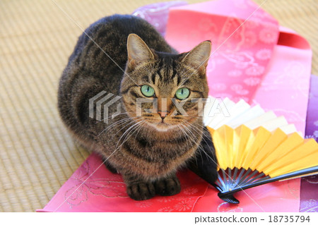 Window-side cat 18735794