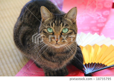 Window-side cat 18735795