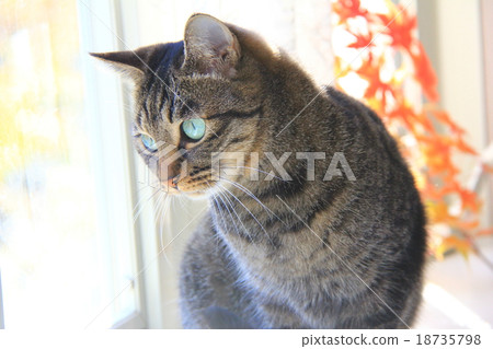 Window-side cat Window-side cat 18735798