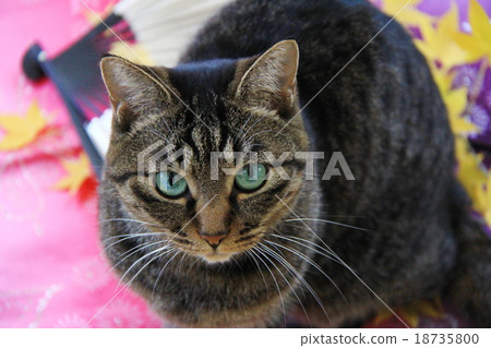 Window-side cat 18735800