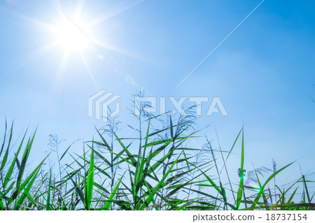 秋天天空白色雲彩和藍天背景材料拷貝空間字符空間 秋天天空白色雲彩和藍天背景材料拷貝空間字符空間 18737154