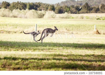 Group of australian kangaroos Group of australian kangaroos 18738091