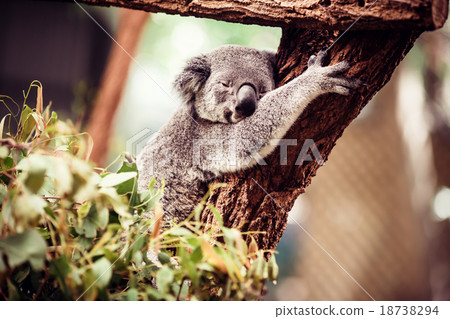 Koala Bear on a tree 18738294