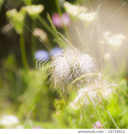 Seed Heads of European Pasqueflower 18738912