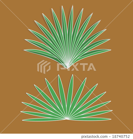 Vector aloe Vector aloe 18740752