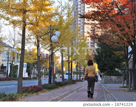 Autumn leaves street tree tree autumn image 18741229