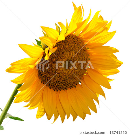 Sunflower isolated on a white background Sunflower isolated on a white background 18741230
