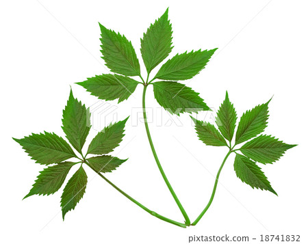 Virginia creeper leaf 18741832