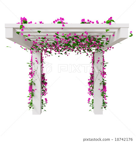 Climbing flowers on pergola 18742176