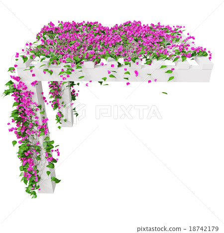 Bougainvillea with pink flowers 18742179
