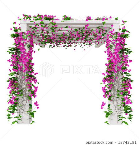 Flowers bougainvillea, front view 18742181