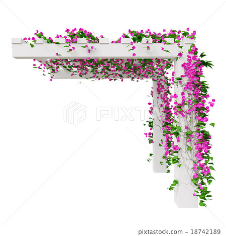 Climbing plant flowers, side view 18742189