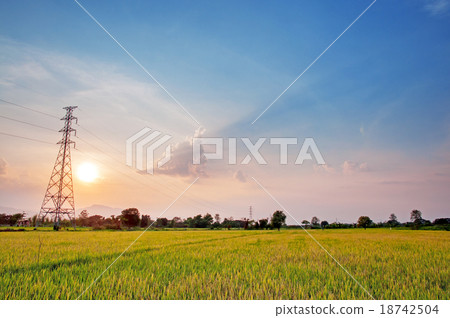 rice field in sunset with cloudscape rice field in sunset with cloudscape 18742504