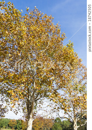 American leaves of yellow leaves Suzukake tree American leaves of yellow leaves Suzukake tree 18742505