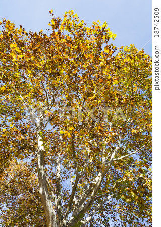 American leaves of yellow leaves Suzukake tree American leaves of yellow leaves Suzukake tree 18742509