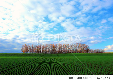 Windproof forest of larch Windproof forest of larch 18742563