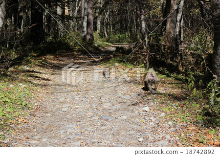 在山路上的猴子 18742892