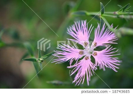 Flower close-up of Kawarana Dessico (aka: Nadesico · Yamatadadesico) Flower close-up of Kawarana Dessico (aka: Nadesico · Yamatadadesico) 18743685