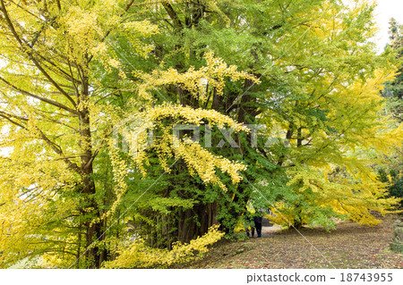 North Ginkawa's Great Ginkgo Aomori Prefecture 18743955