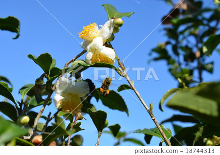 Japanese bee and tea flower 18744313
