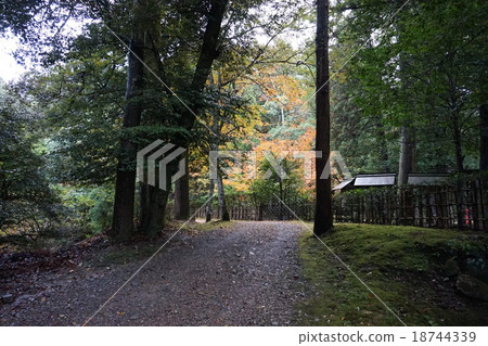 Autumn leaves of former Ise Shrine Autumn leaves of former Ise Shrine 18744339