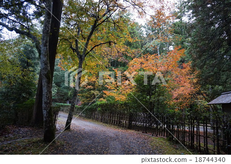Autumn leaves of former Ise Shrine 18744340