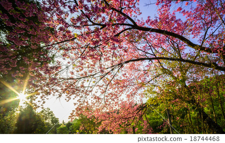 Beautiful Cherry Blossom Beautiful Cherry Blossom 18744468