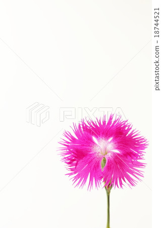 Kawaranadeshiko Kawaranadeshiko 18744521