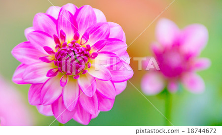 大麗花16：9 18744672