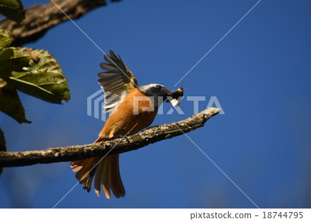 The birds with bait 18744795